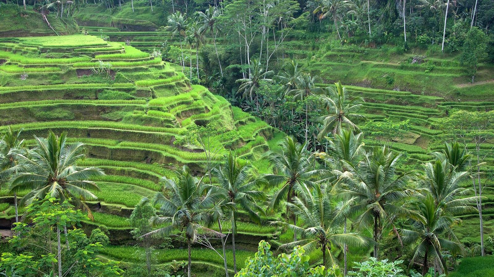 Green rice terraces in Ubud Bali
