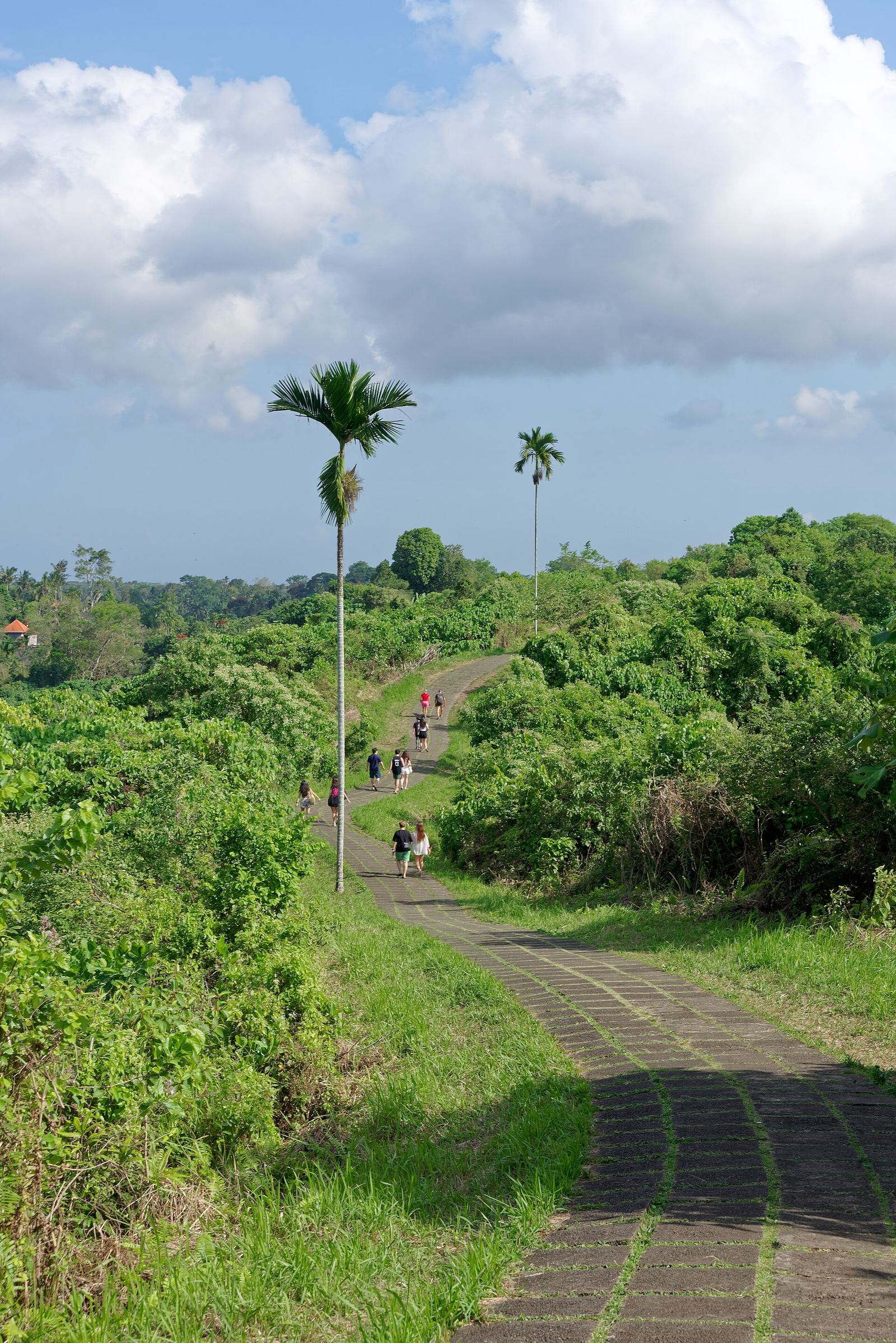 Campuhan Ridge Walk in Ubud during dry season