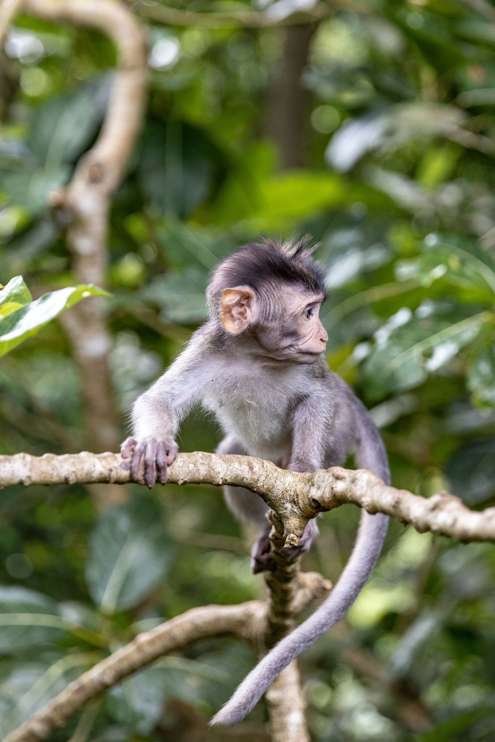 A monkey sitting on a branch in Ubud Monkey Forest
