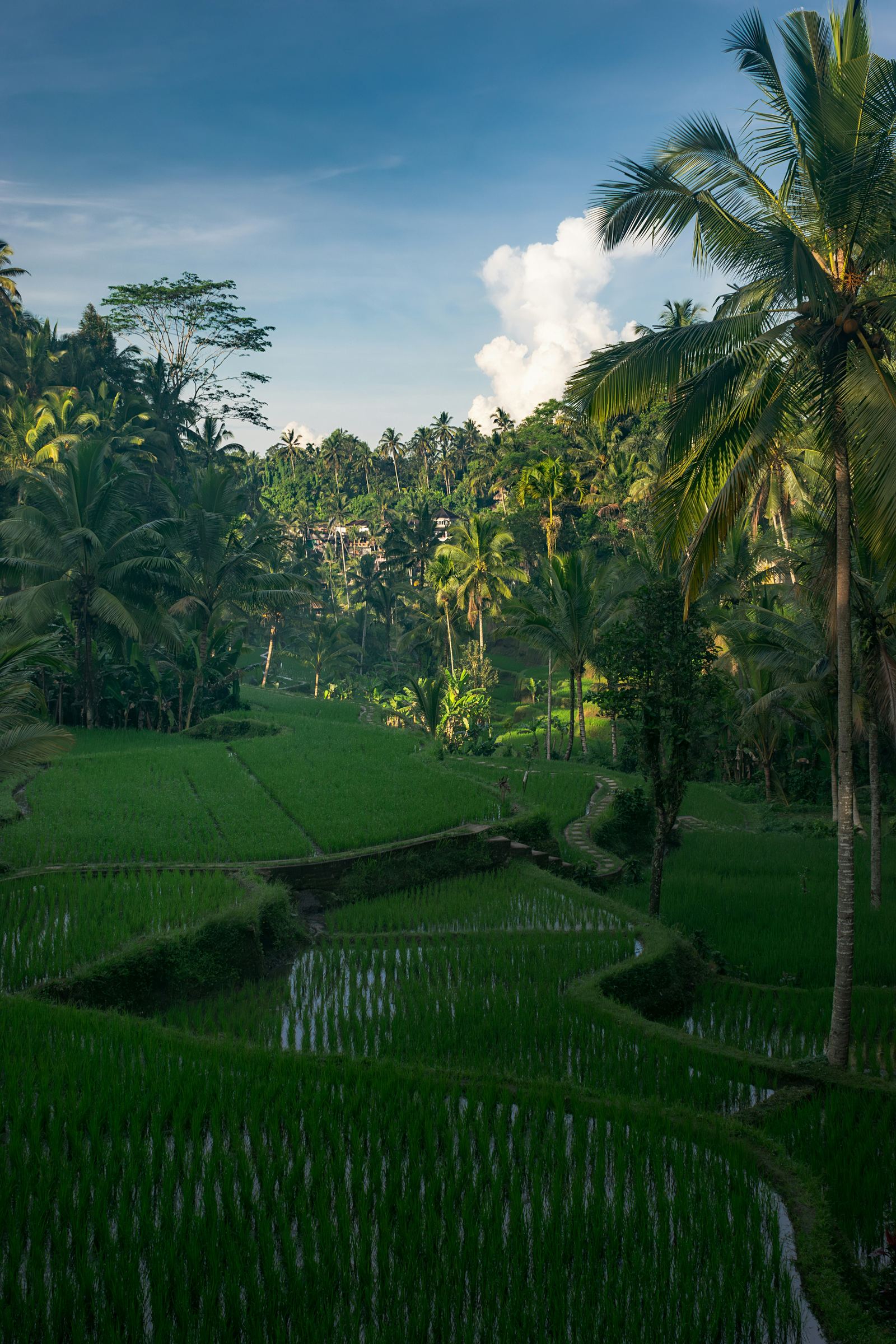 Tegallalang rice terraces near Ubud at sunrise